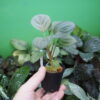 Rooted ! HOMALOMENA HYBRID Rec86 F1 - 画像 (4)