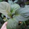 Rooted ! HOMALOMENA HYBRID Rec86 F1 - 画像 (7)