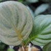 Rooted ! HOMALOMENA HYBRID Rec86 F1 - 画像 (6)