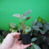 Rooted ! HOMALOMENA HYBRID Rec86 F1 - 画像 (5)