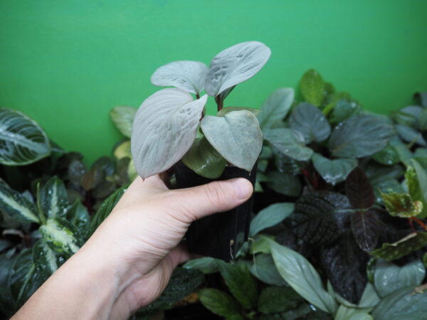 Rooted ! HOMALOMENA HYBRID Rec150 F1 - 画像 (6)