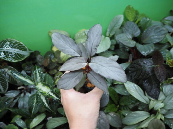 Rooted ! HOMALOMENA HYBRID Rec145 F1 - 画像 (4)