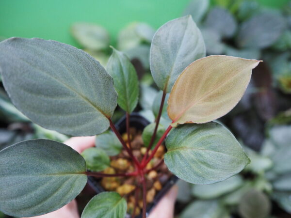 Rooted ! Homalomena sp. Tambunan - 画像 (3)