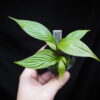 Rooted ! Homalomena plicata Rec140 F1