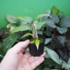 Rooted ! Homalomena plicata Rec140 F1 - 画像 (3)
