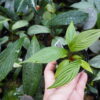 Rooted ! Homalomena plicata Rec140 F1 - 画像 (2)