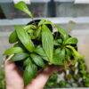 Rooted ! Homalomena plicata Rec140 F1 - 画像 (4)
