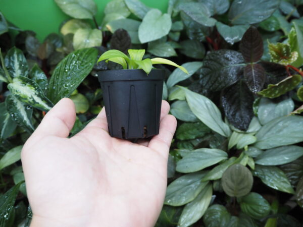 Rooted ! Homalomena asperifolia  Rec138 F1 - 画像 (5)