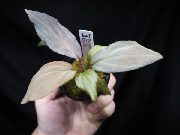 Rooted ! Homalomena cf. humilis  Rec137 F1