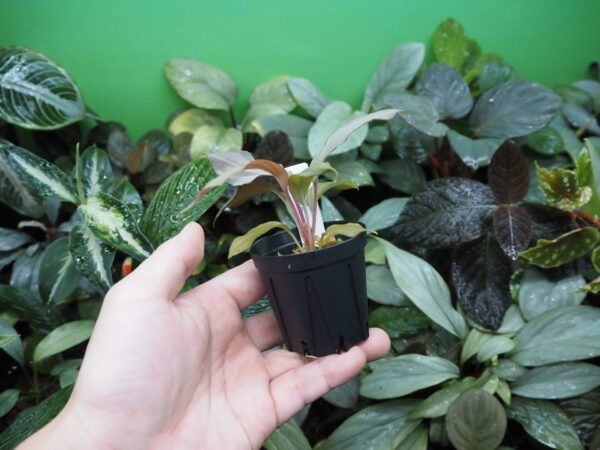 Rooted ! Homalomena cf. humilis  Rec137 F1 - 画像 (6)