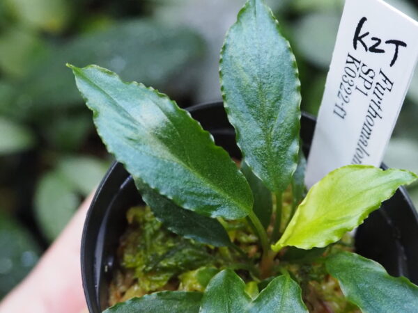 Rooted ! Furthomalomena SP1 F1 Intergeneric hybridization - 画像 (4)