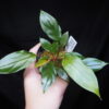 Rooted ! Homalomena sp. Kab. Belitung TB F1