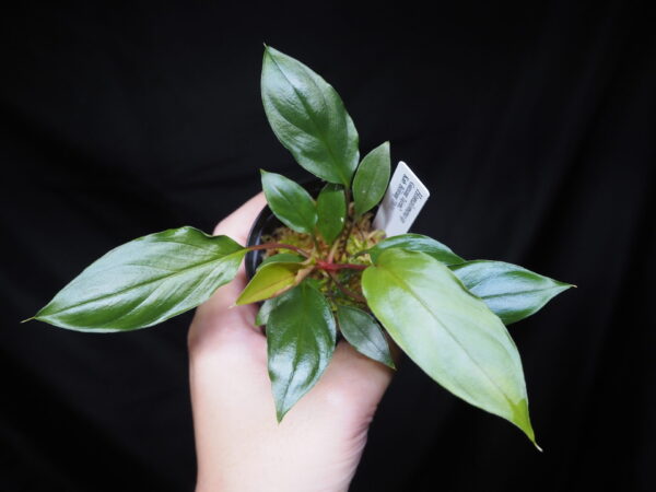 Rooted ! Homalomena sp. Kab. Belitung TB F1