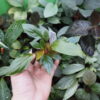 Rooted ! Homalomena sp. Kab. Belitung TB F1 - 画像 (2)