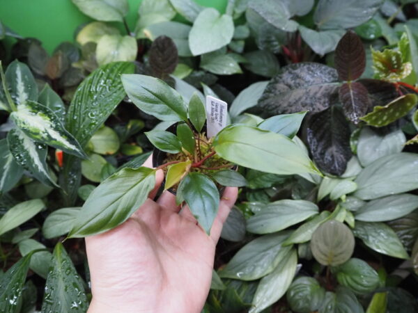 Rooted ! Homalomena sp. Kab. Belitung TB F1 - 画像 (2)