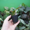 Rooted ! Homalomena sp. Kab. Belitung TB F1 - 画像 (7)