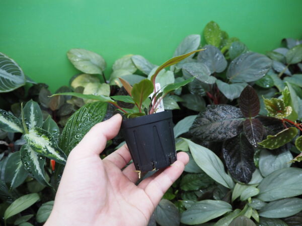 Rooted ! Homalomena sp. Kab. Belitung TB F1 - 画像 (7)
