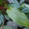 Rooted ! Homalomena sp. Kab. Belitung TB F1 - 画像 (6)