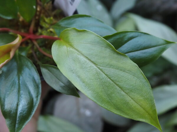 Rooted ! Homalomena sp. Kab. Belitung TB F1 - 画像 (6)