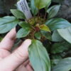 Rooted ! Homalomena sp. Kab. Belitung TB F1 - 画像 (5)