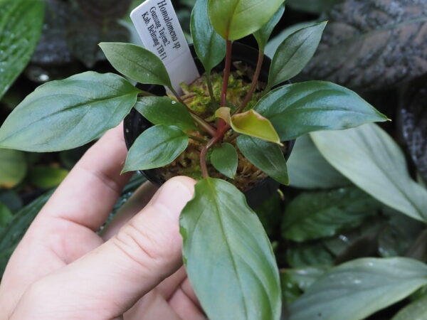 Rooted ! Homalomena sp. Kab. Belitung TB F1 - 画像 (5)