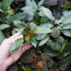 Rooted ! Homalomena sp. Kab. Belitung TB F1 - 画像 (4)