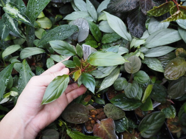 Rooted ! Homalomena sp. Kab. Belitung TB F1 - 画像 (4)