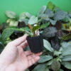 Rooted ! Homalomena sp. Kab. Belitung TB F1 - 画像 (3)