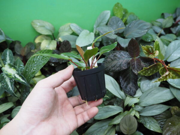 Rooted ! Homalomena sp. Kab. Belitung TB F1 - 画像 (3)