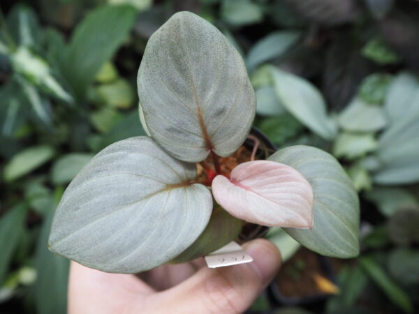 Rooted ! HOMALOMENA HYBRID Rec156 F1 - 画像 (6)