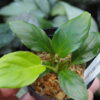 Rooted ! HOMALOMENA HYBRID Rec157 F1 - 画像 (3)