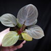 Rooted ! HOMALOMENA HYBRID Rec156 F1