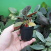 Rooted ! HOMALOMENA HYBRID Rec156 F1 - 画像 (5)