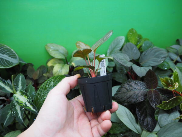 Rooted ! HOMALOMENA HYBRID Rec88 F1 - 画像 (7)