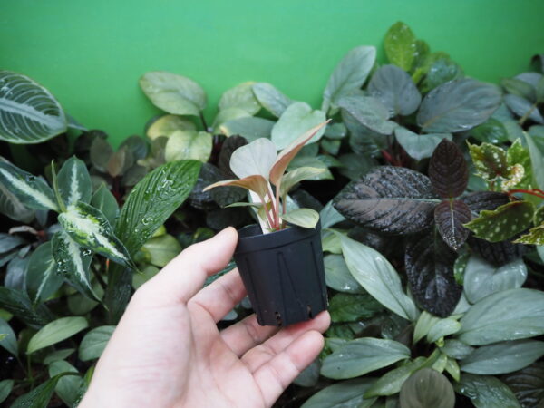 Rooted ! HOMALOMENA HYBRID Rec109 F1 - 画像 (5)