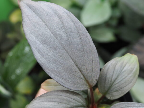 Rooted ! HOMALOMENA HYBRID Rec109 F1 - 画像 (3)