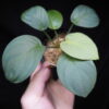 Rooted ! HOMALOMENA HYBRID Rec142 F1