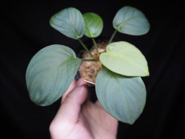 Rooted ! HOMALOMENA HYBRID Rec142 F1
