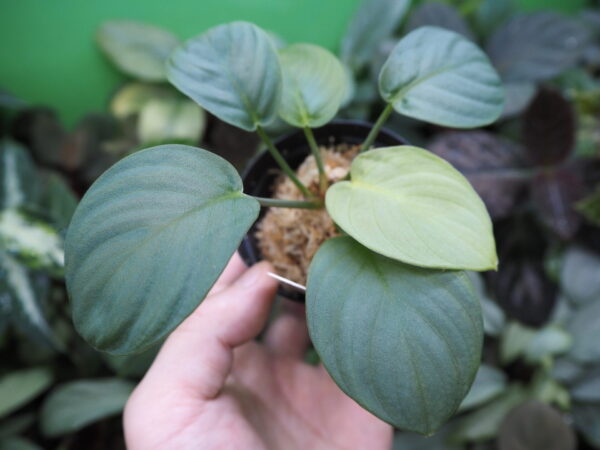 Rooted ! HOMALOMENA HYBRID Rec142 F1 - 画像 (2)