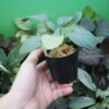 Rooted ! HOMALOMENA HYBRID Rec142 F1 - 画像 (7)