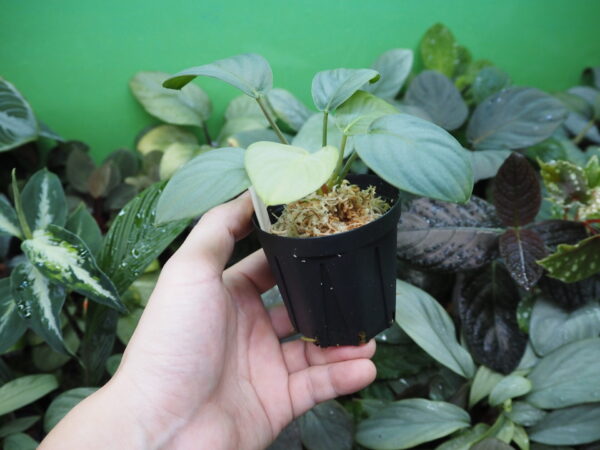 Rooted ! HOMALOMENA HYBRID Rec142 F1 - 画像 (7)