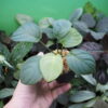 Rooted ! HOMALOMENA HYBRID Rec142 F1 - 画像 (6)