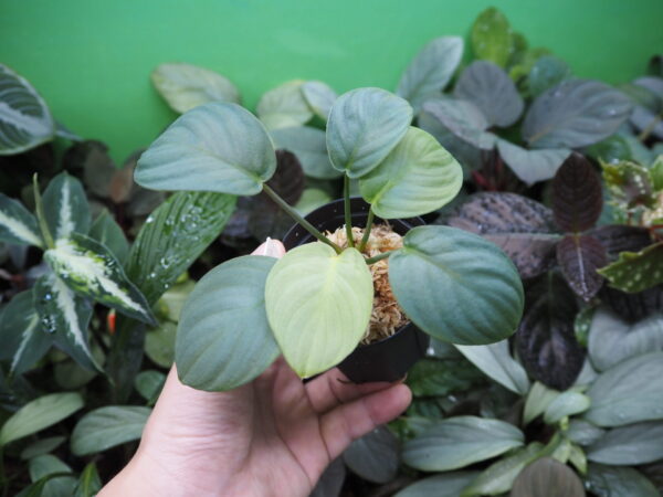 Rooted ! HOMALOMENA HYBRID Rec142 F1 - 画像 (6)