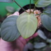 Rooted ! HOMALOMENA HYBRID Rec142 F1 - 画像 (5)