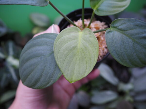 Rooted ! HOMALOMENA HYBRID Rec142 F1 - 画像 (5)