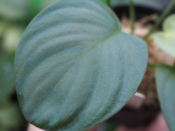 Rooted ! HOMALOMENA HYBRID Rec142 F1 - 画像 (4)