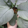 Rooted ! HOMALOMENA HYBRID Rec142 F1 - 画像 (6)