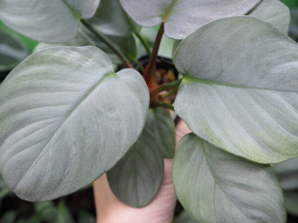 Rooted ! HOMALOMENA HYBRID Rec142 F1 - 画像 (6)