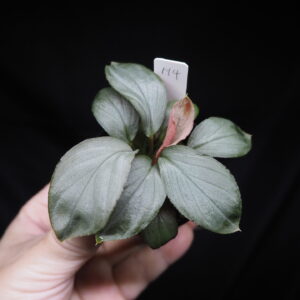 Rooted ! HOMALOMENA HYBRID HR4 F2