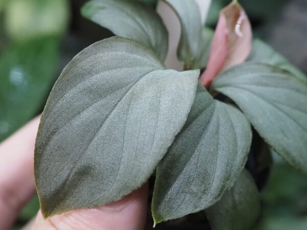 Rooted ! HOMALOMENA HYBRID HR4 F2 - 画像 (5)